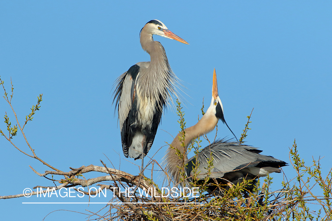 Great Blue Herons on Nest