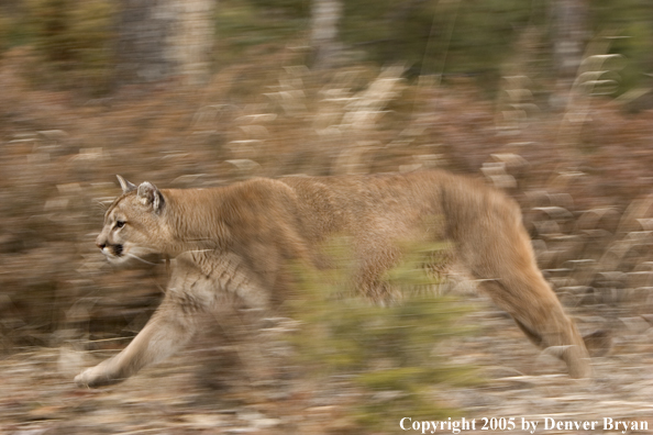 Mountain lion in habitat.