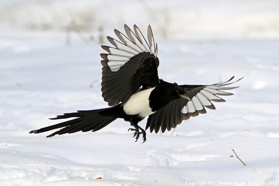 Magpie.