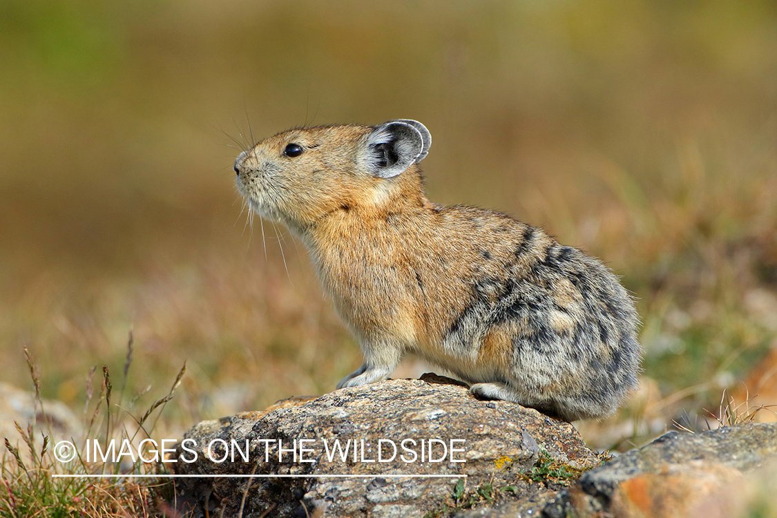 Pika on rock.