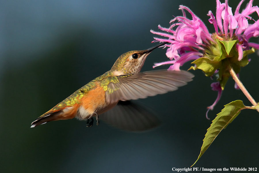 Broad-tailed hummingbird in habitat.