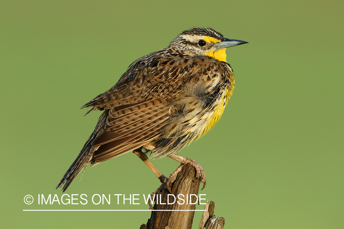 Western Meadowlark perched on fence post. 