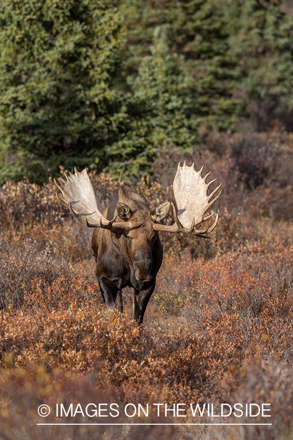 Alaskan bull moose in habitat.