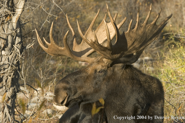 Shiras bull moose bedded down.