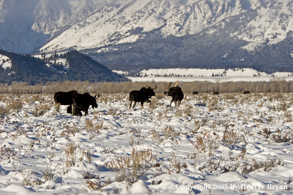 Shiras bull moose in habitat.