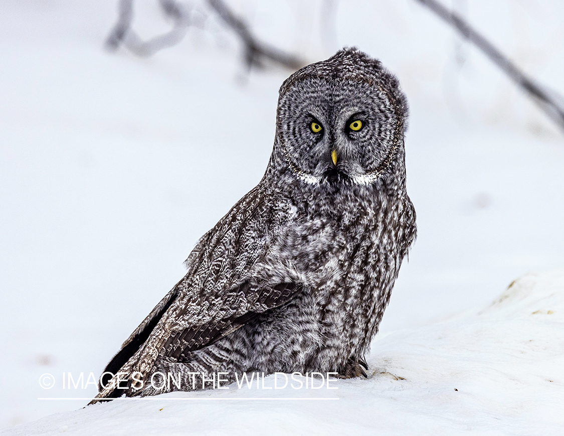 Great Grey Owl in habitat.