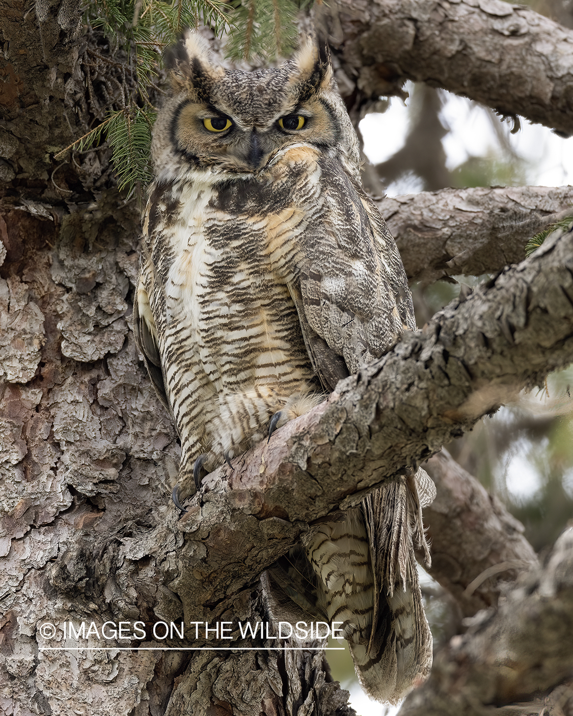 Great Horned owl in tree.