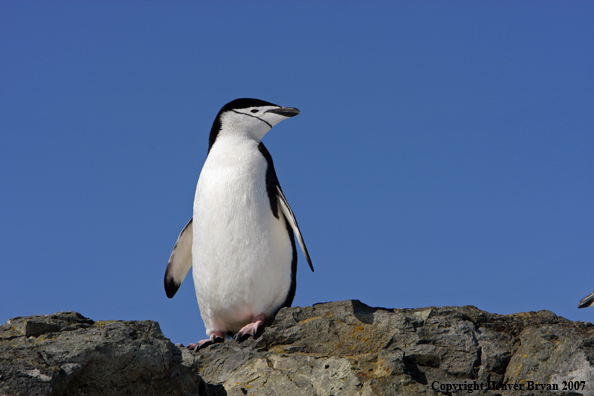 Chinstrap penguin in habitat