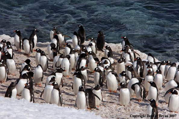 Gentoo Penguin in habitat