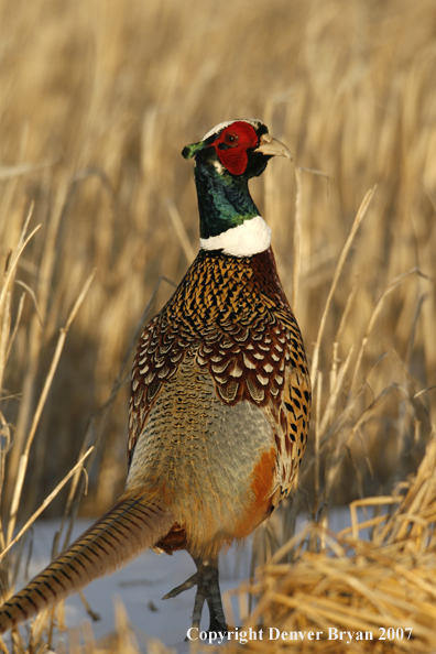 Ring-necked pheasant in habitat