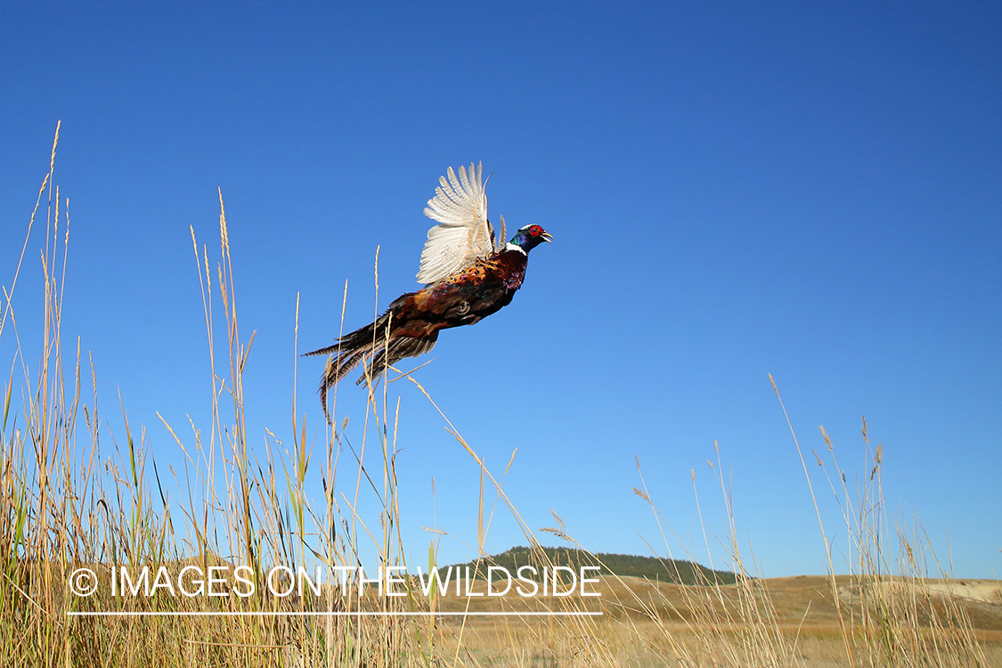 Ring-necked pheasant taking flight.