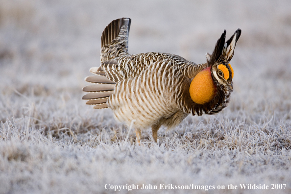 Greater Prairie Chicken in habitat.