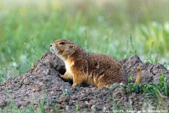 Prairie dog in field.