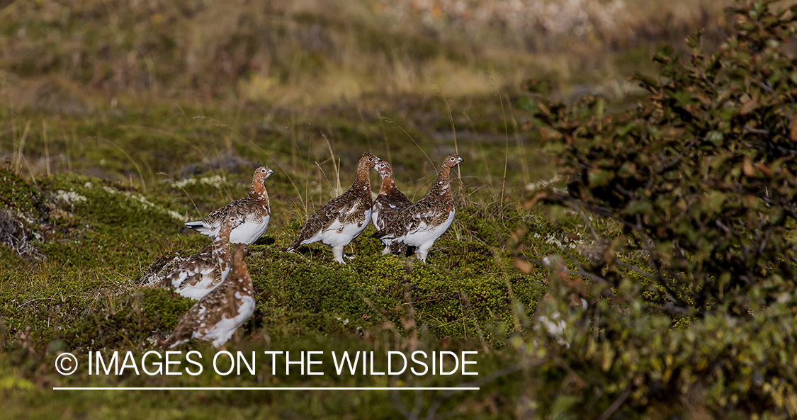 Willow ptarmigans in habitat.