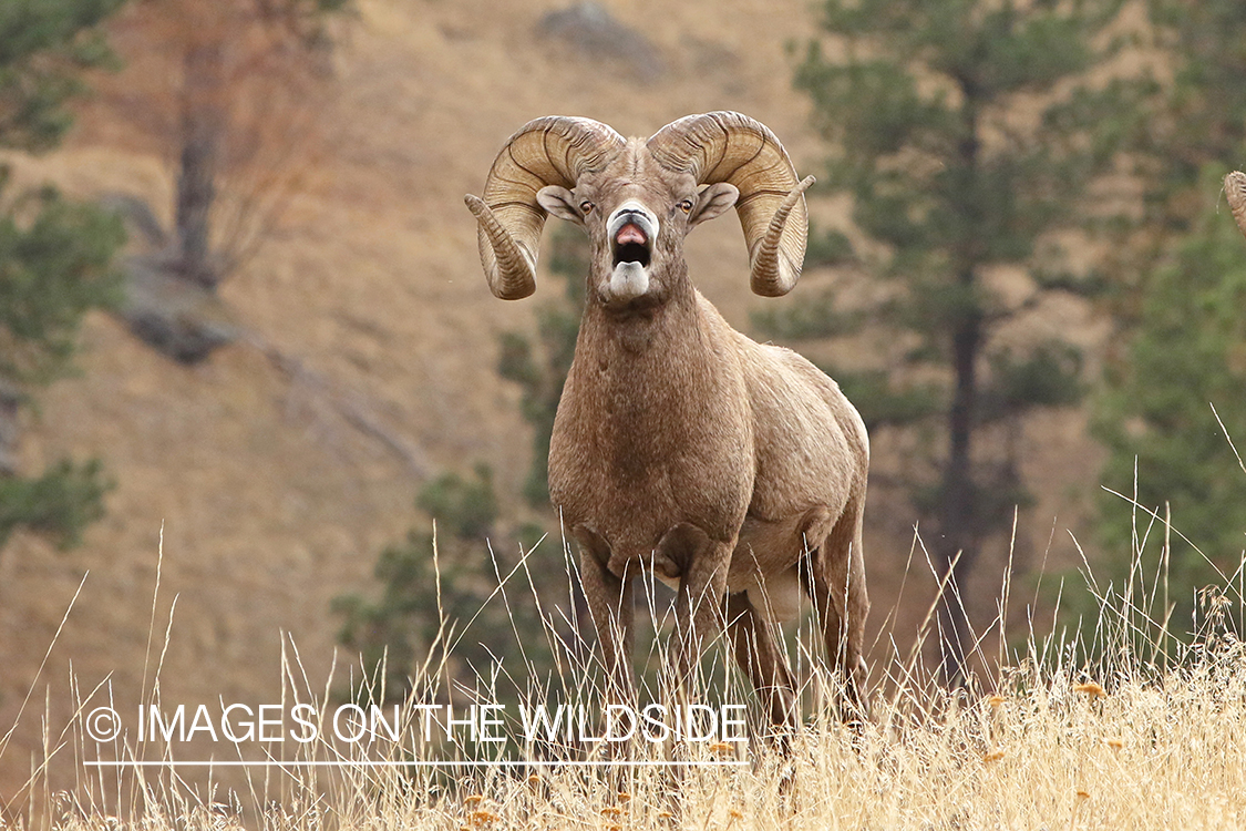 Rocky Mountain Bighorn ram in field displaying lip curl.