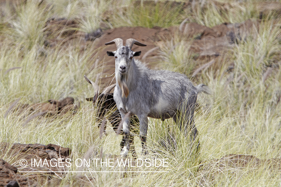 Hawaiian feral goats in habitat.