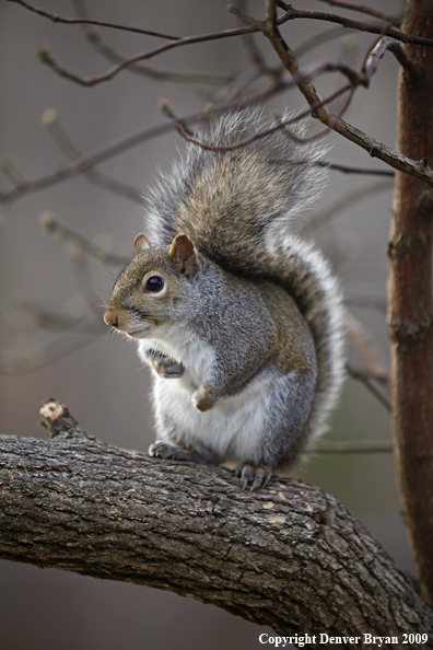 Gray squirrel in habitat.