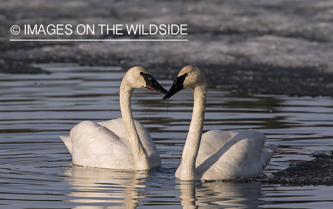 Trumpeter Swans in habitat. 