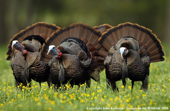 Eastern Wild Turkey