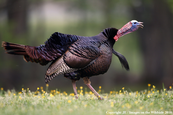 Eastern Wild Turkey in habitat