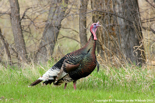 Merriam Turkey in habitat. 