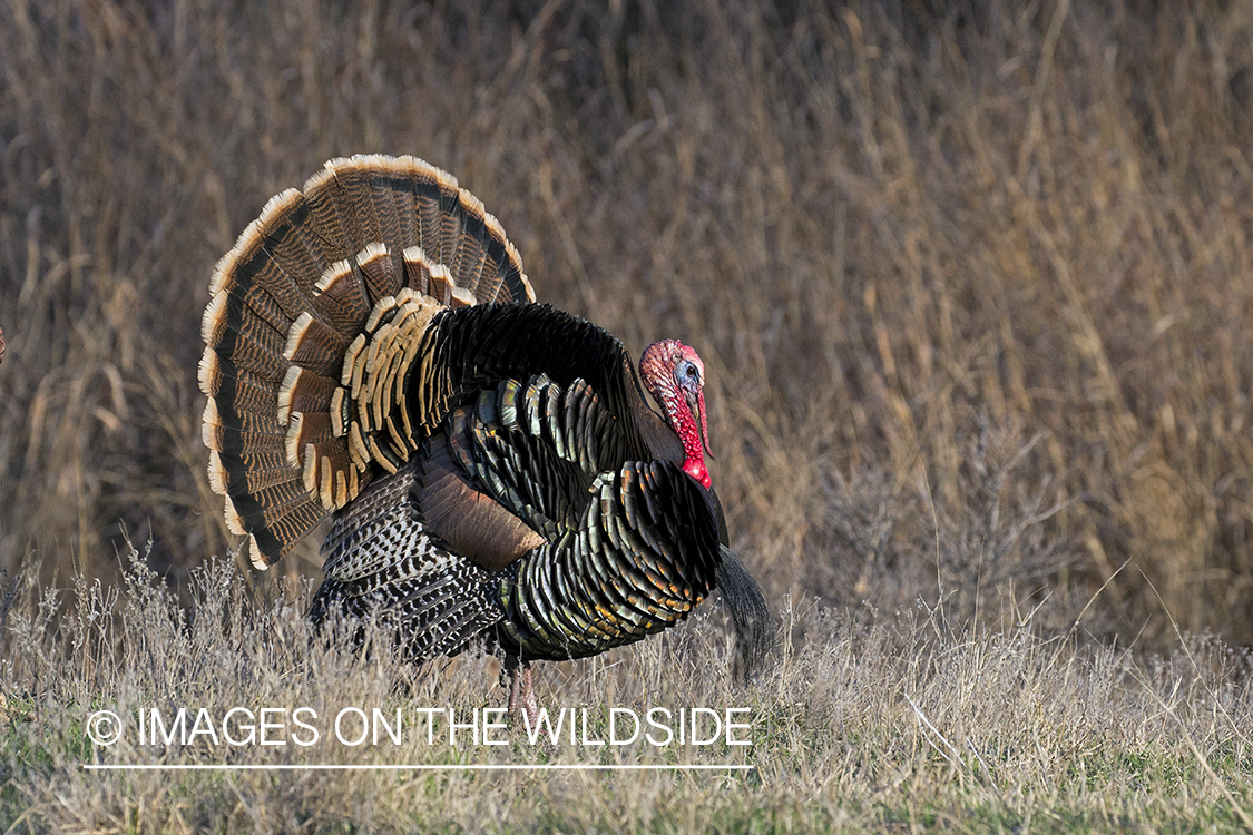 Rio Grande Turkey in habitat.