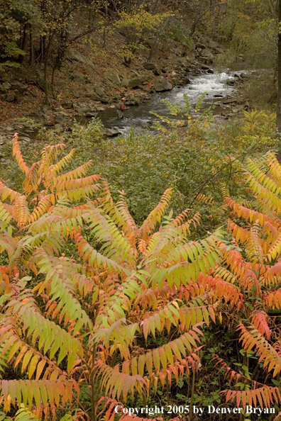 Flyfisherman on Pennsylvania spring creek.