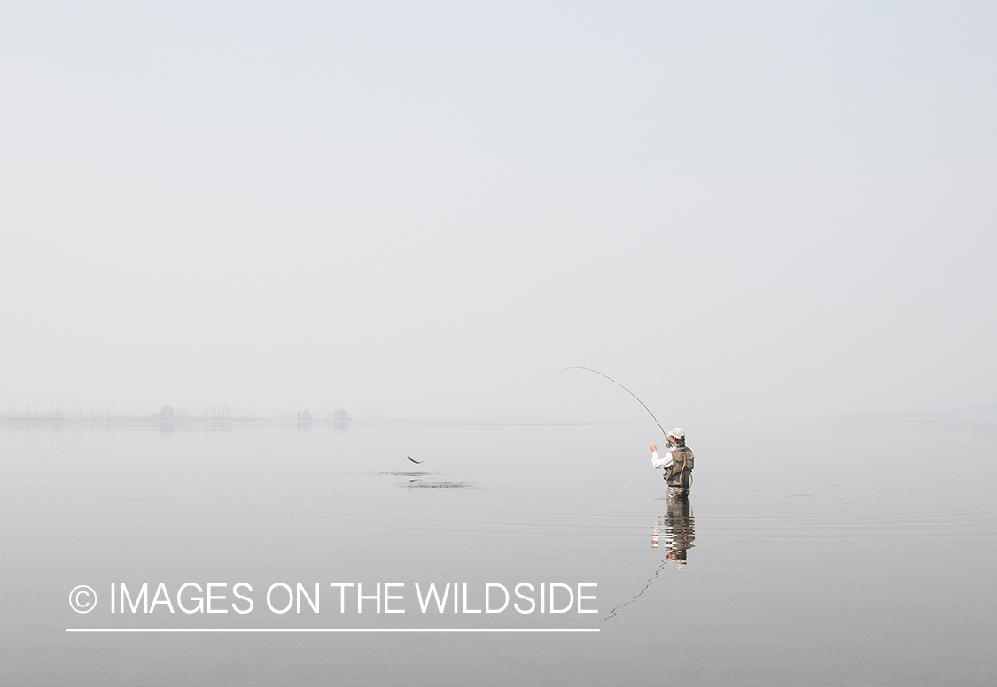 Flyfisherman with jumping fish on Hebgen Lake, Montana. 