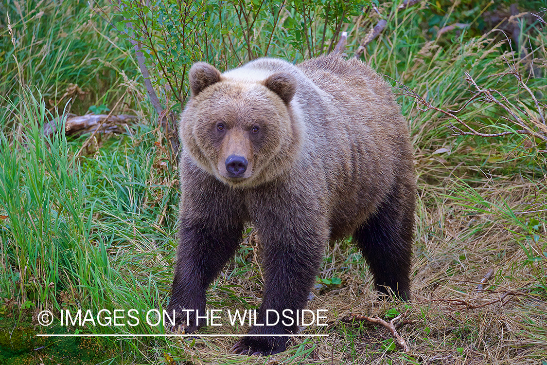 Brown Bear in habitat.