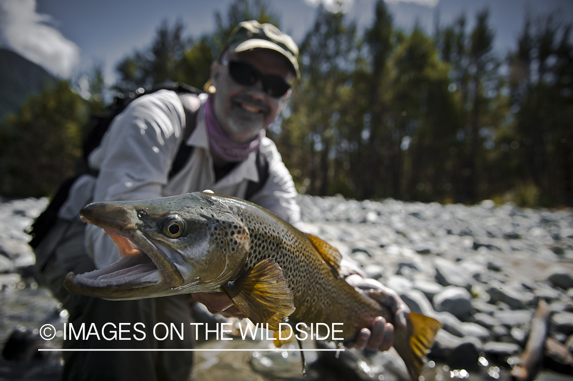 Flyfisherman with netted brown trout. 