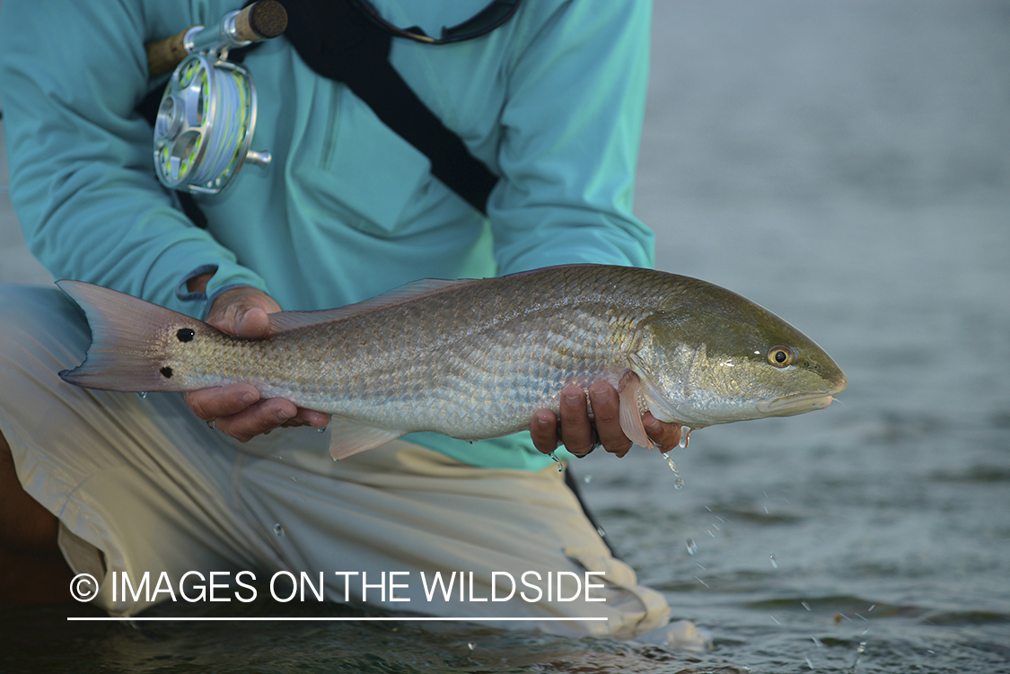 Flyfisherman releasing redfish.