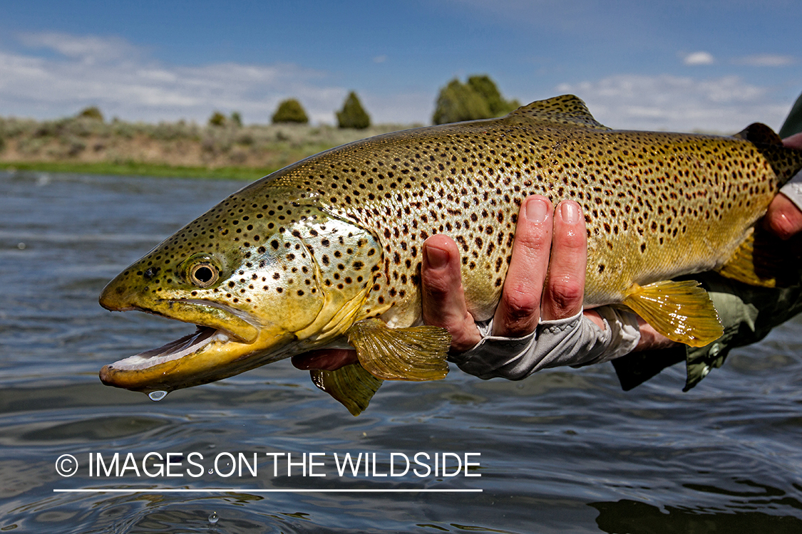 Flyfisherman releasing brown trout.