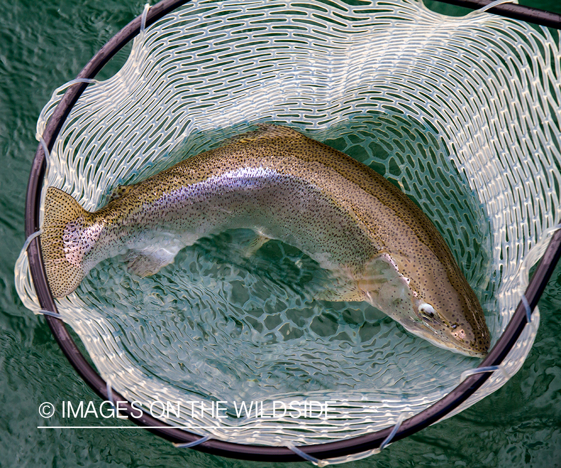 Rainbow trout.