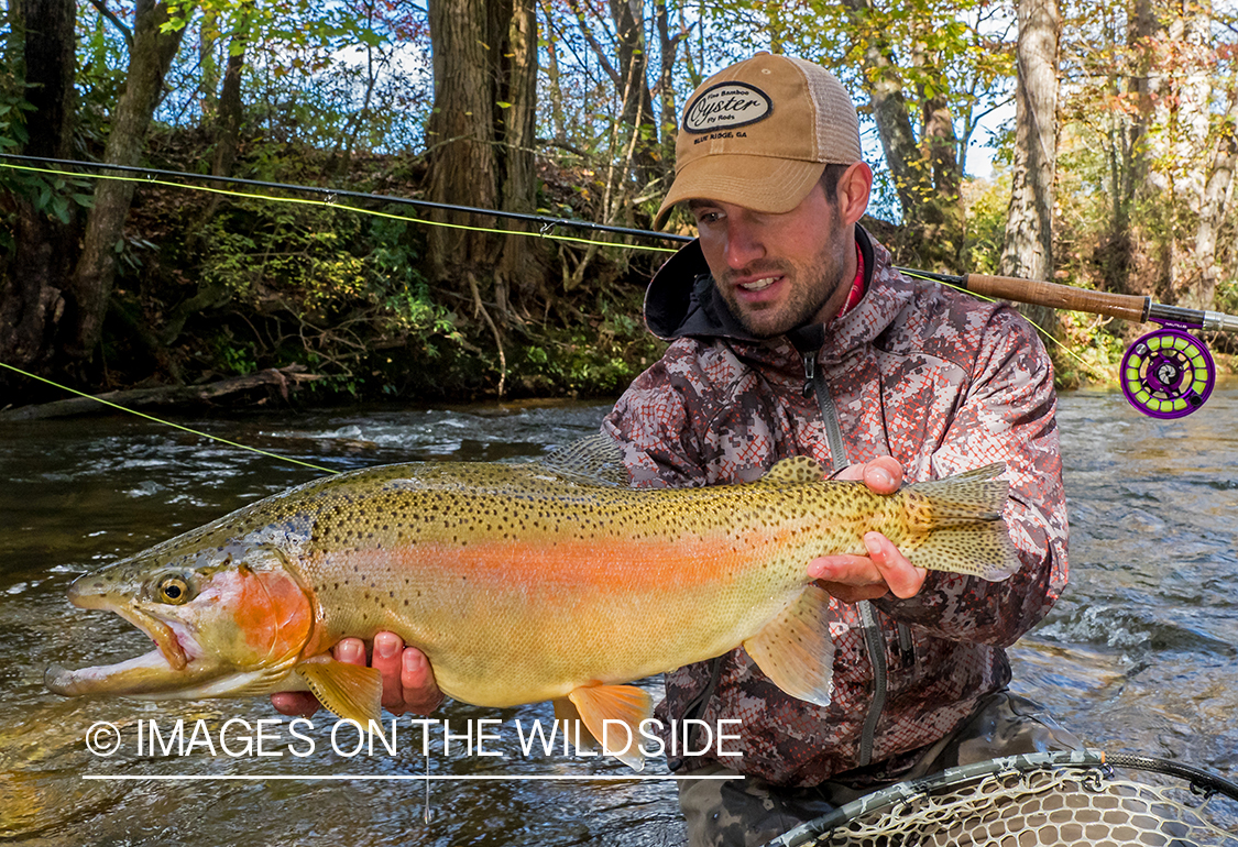 Flyfisherman releasing Rainbow Trout.