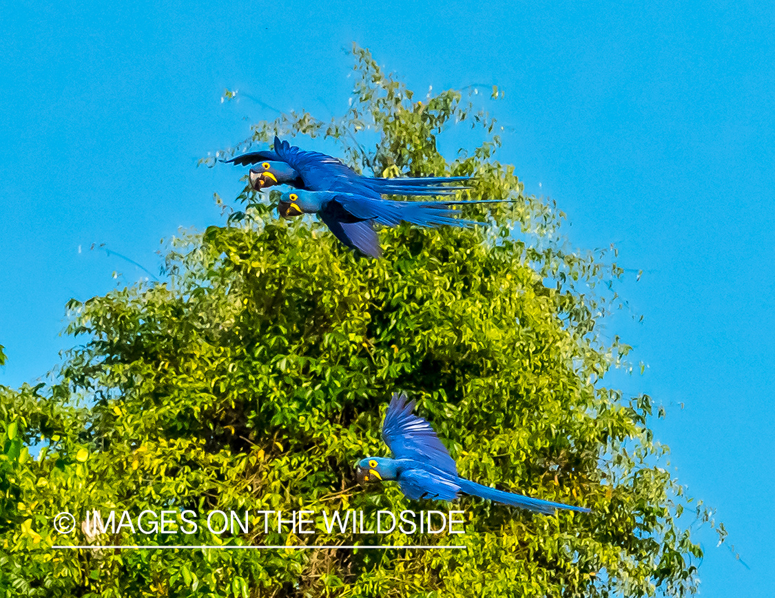 McCaws in Amazon jungle in Venezuela.