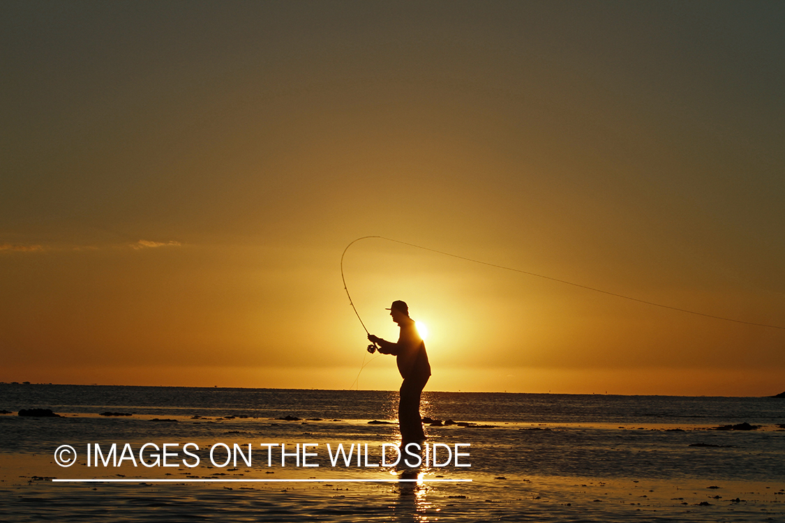 Saltwater flyfisherman casting from shore during sunset. 