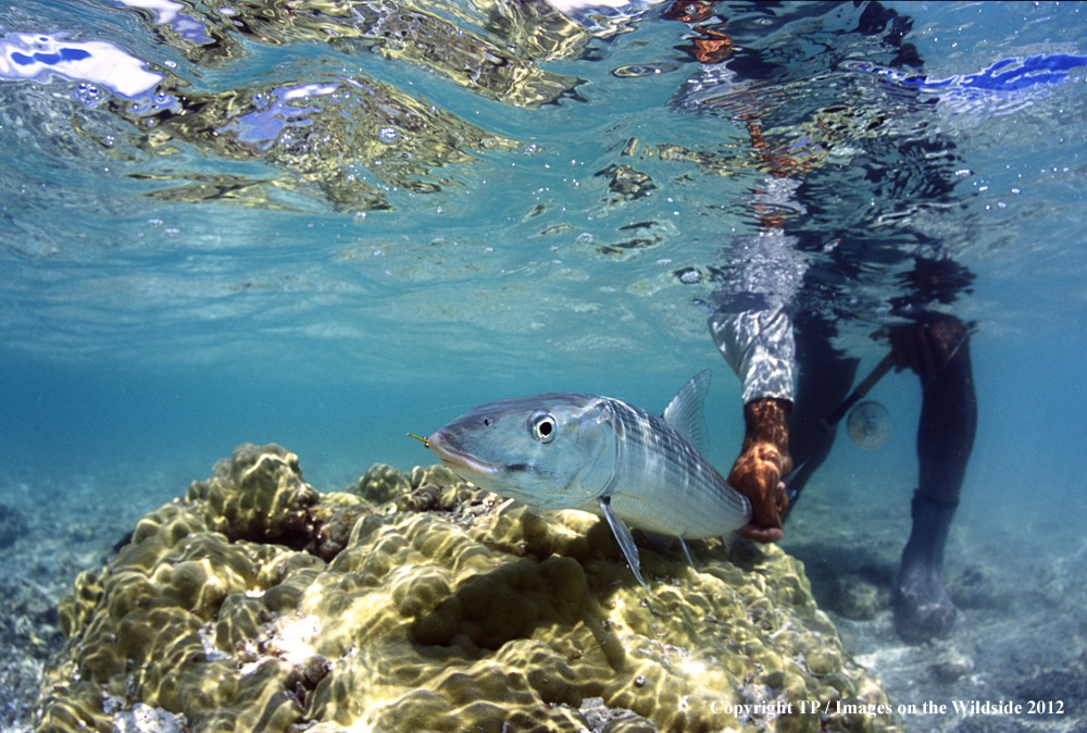 Fisherman with Bonefish.