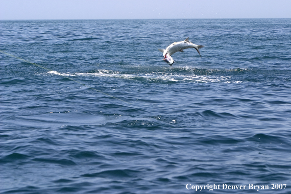 Tarpon jumping/fighting