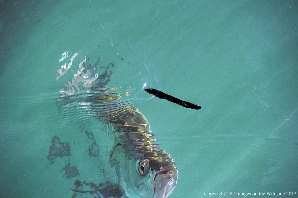 Tarpon chasing fly. 