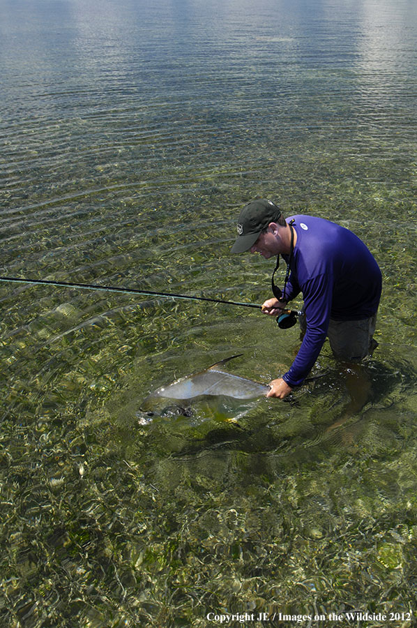 Flyfisherman releasing permit fish.