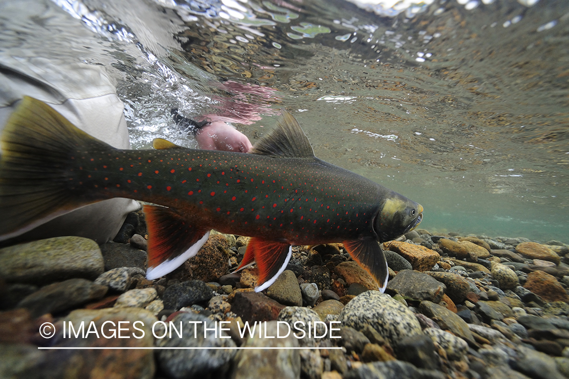 Fisherman releasing an Artic Char.