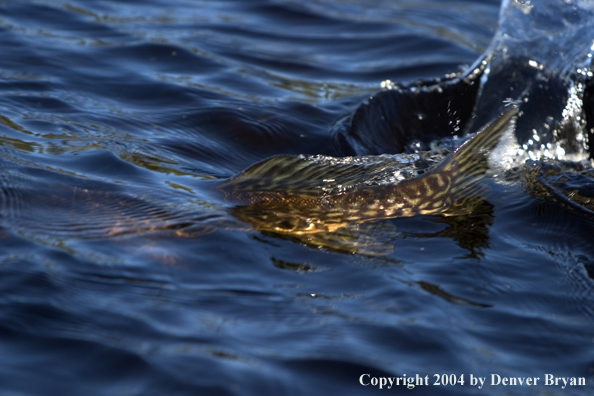 Northern pike swimming away after release