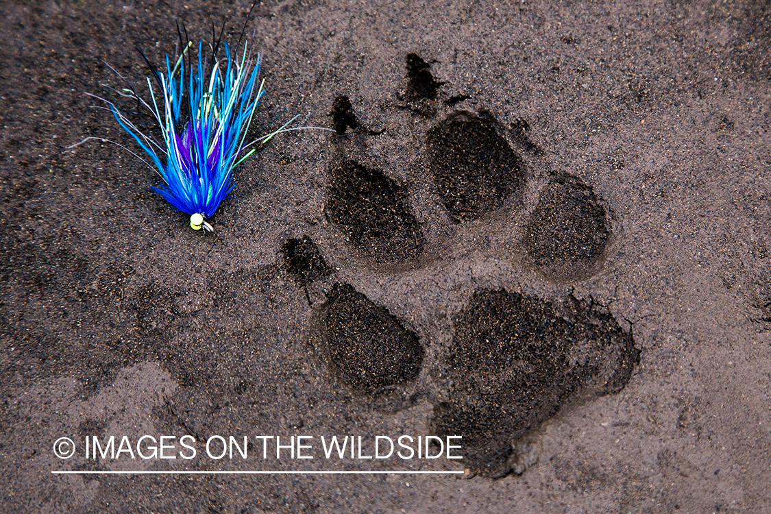 Paw print in sand with fly.