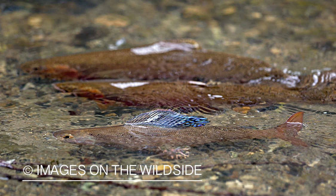 Spawning Grayling and Cutthroat. 