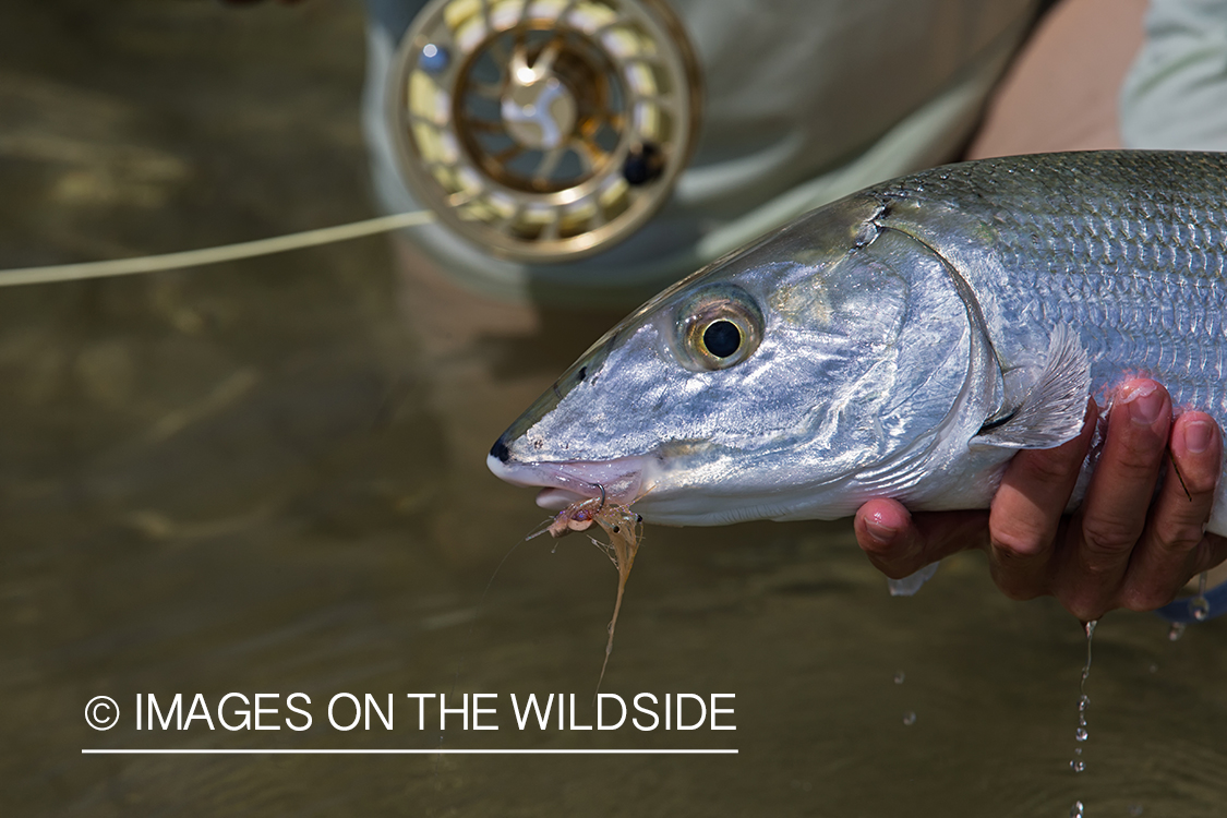 Flyfishing woman with bonefish.