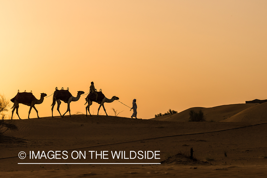 Leading string of camels over sand dunes.