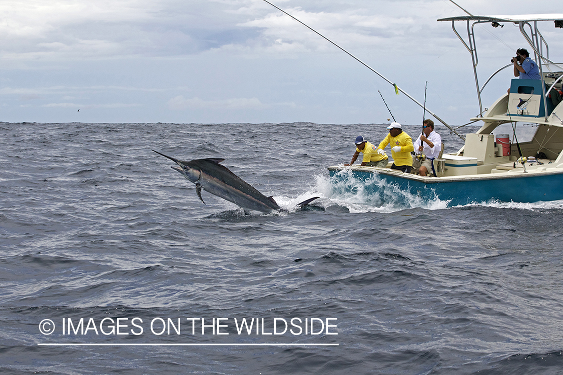 Deep sea fisherman fighting jumping marlin.