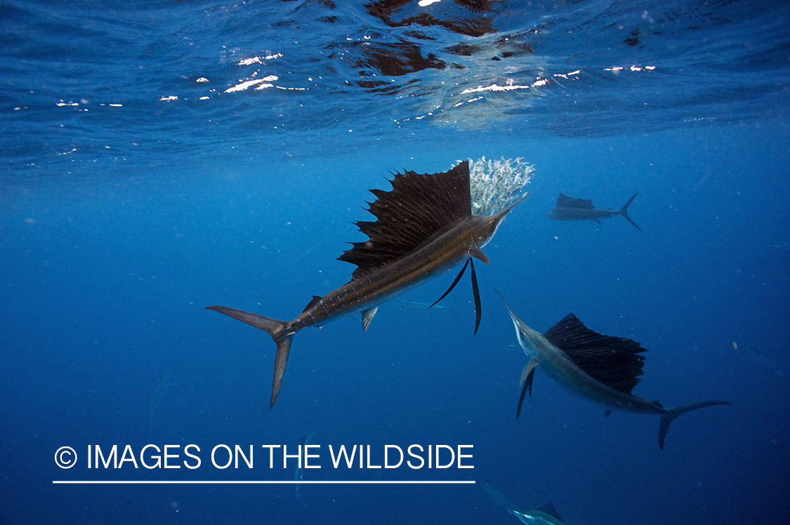 Sailfish attacking school, (bait ball), of bait fish. 