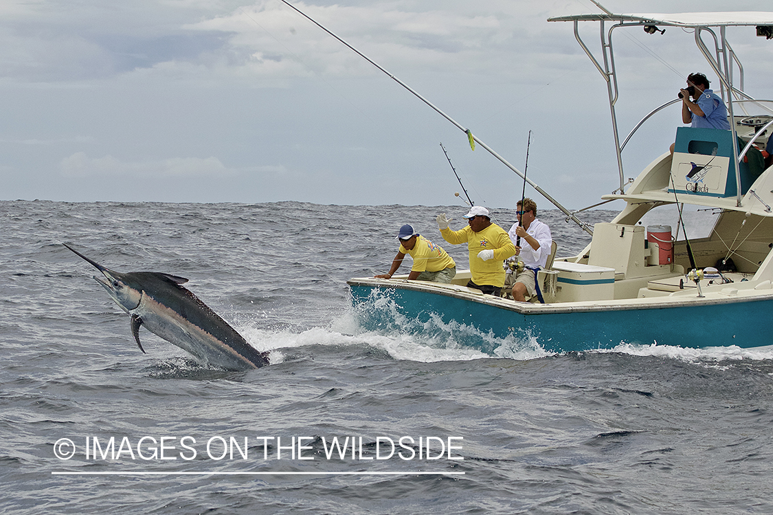 Deep sea fisherman fighting jumping black marlin.
