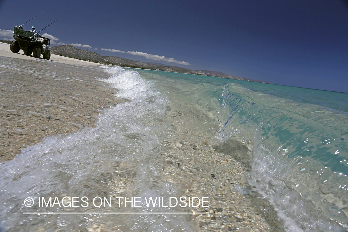 Chasing roosterfish on Baja Peninsula, Mexico.